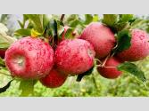 HPMC Apple Procurement 2026: हिमाचल में सी-ग्रेड सेब खरीद की जिम्मेदारी एचपीएमसी को, ऑनलाइन रजिस्ट्रेशन शुरू