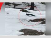 Himachal Pradesh: Peacocks Seen At 6000 Feet : कुल्लू में 6000 फुट की ऊंचाई पर बर्फ में दिखा मोरों का जोड़ा