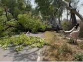 हरियाणा में आंधी से ट्रांसफॉर्मर गिरे, पेड़ जड़ से उखड़े, बारिश-ओलावृष्टि से भारी नुकसान