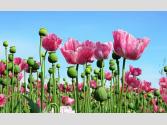 Himachal: Opium Cultivation Busted: मंडी के पधर में अफीम की खेती का भंडाफोड़, पुलिस ने नष्ट किए 16 हजार से ज्यादा पौधे