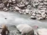 Himachal : Tourists Swept Away in Parvati River : मणिकर्ण साहिब घूमने और तीन पर्यटक पार्वती में बहे, लोगों ने समय रहते बचाई जान, देखें वायरल वीडियो