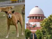 Breaking : आवारा कुत्तों पर Supreme Court का बड़ा' आदेश! 8 हफ्ते की दी 'डेडलाइन', जानें...