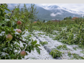 Himachal Weather: कुल्लू घाटी में ओलावृष्टि का कहर, नकदी फसलों को भारी नुकसान, देखें वीडियो