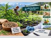 अब हिमाचल में भांग उगाएंगे किसान, लेकिन सरकार की शर्तों पर